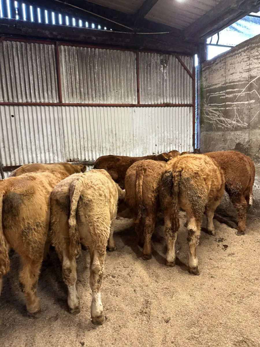 Charolais and lim bullocks - Image 2