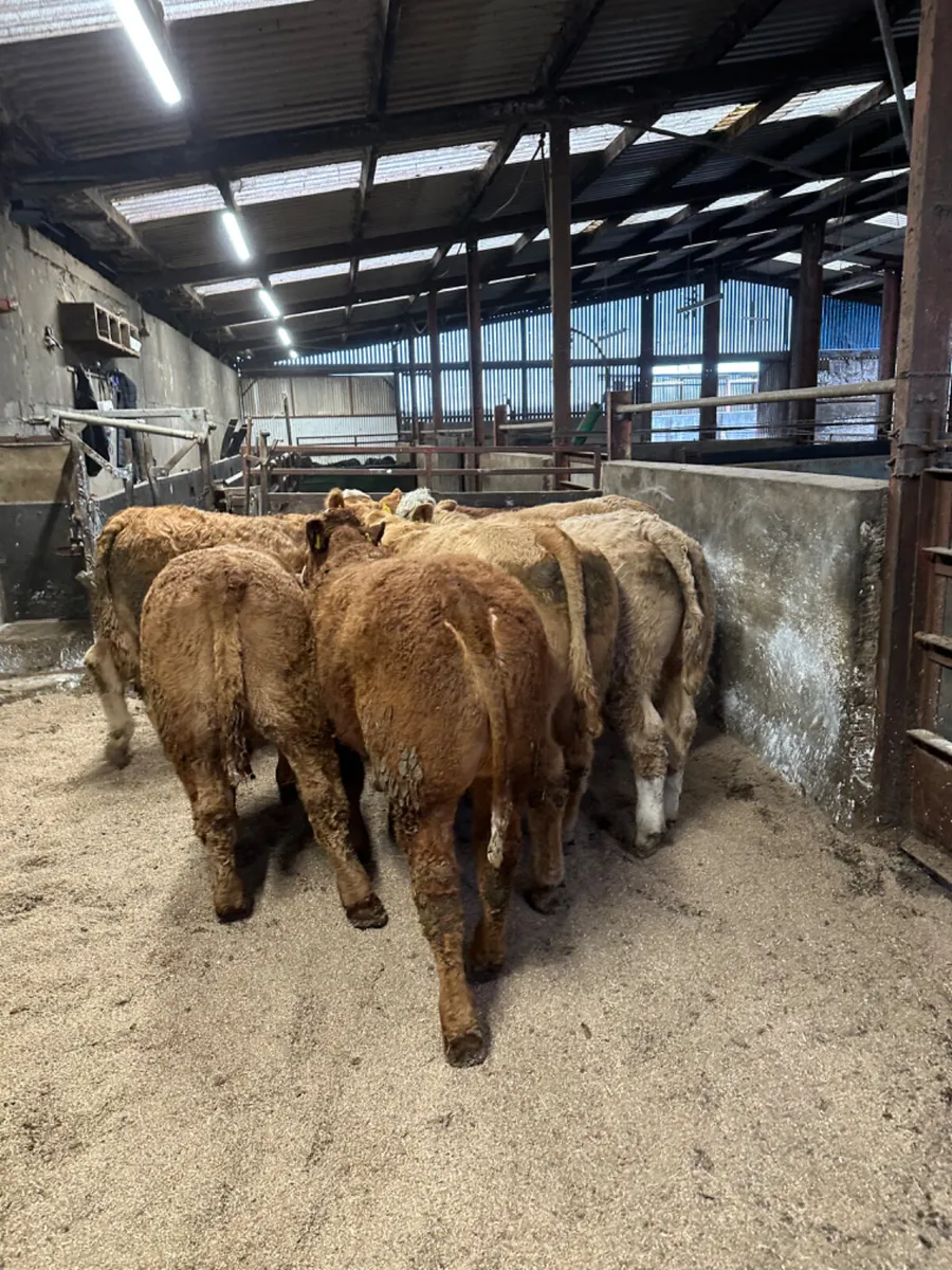 Charolais and lim bullocks - Image 4