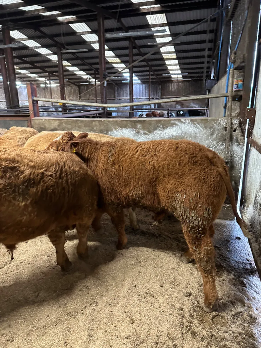 Charolais and lim bullocks - Image 3