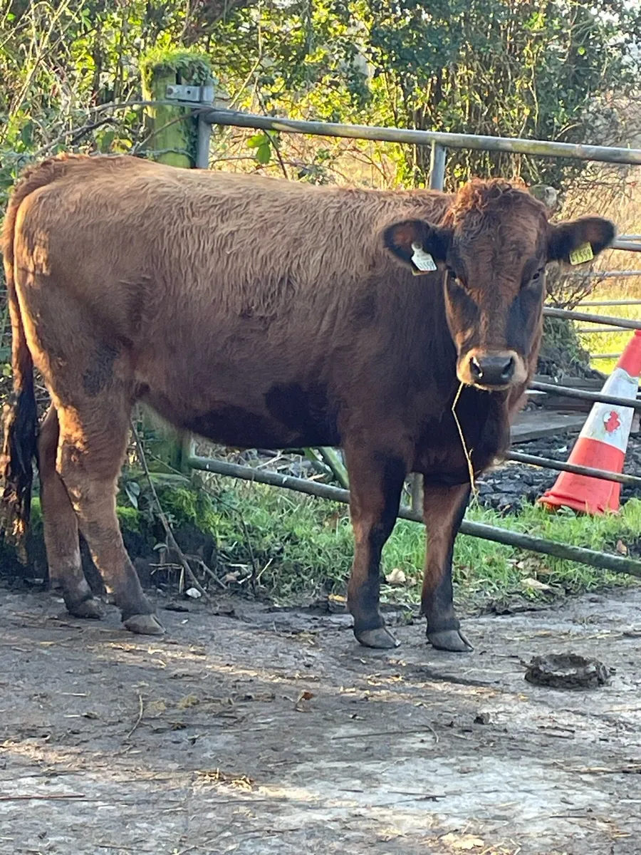 5star⭐️⭐️ genotyped aubrac Incalf to ai Angus - Image 1