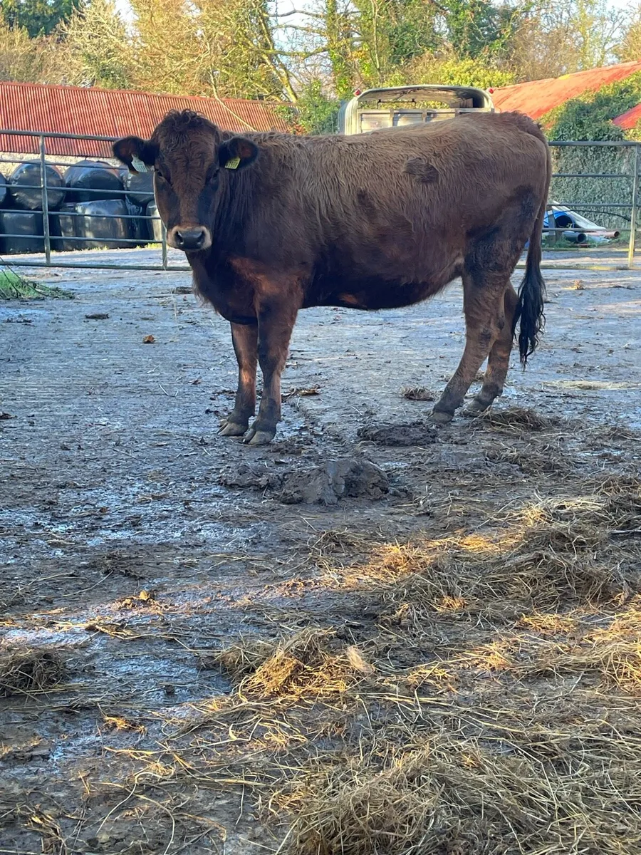 5star⭐️⭐️ genotyped aubrac Incalf to ai Angus - Image 2