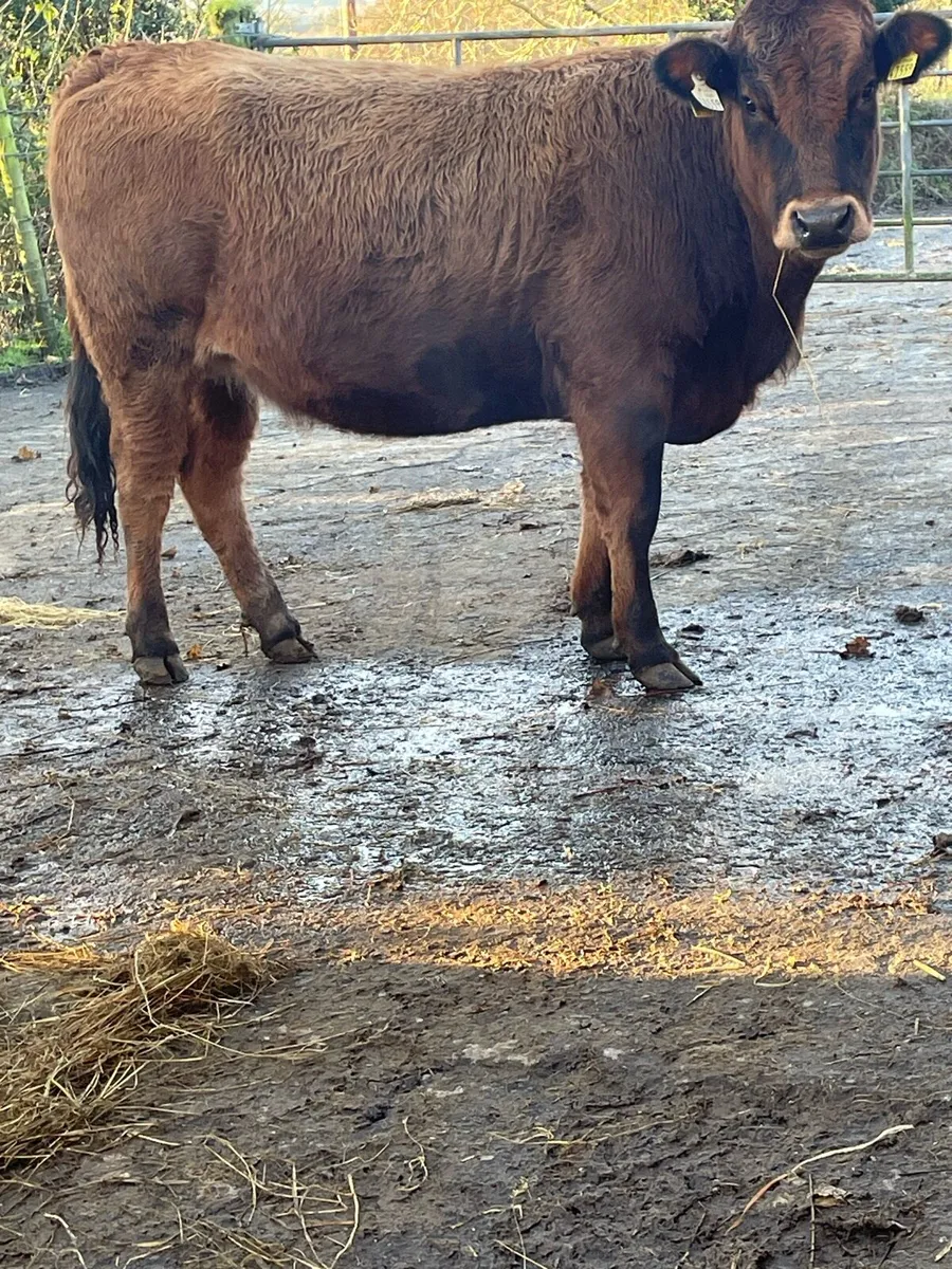5star⭐️⭐️ genotyped aubrac Incalf to ai Angus - Image 3