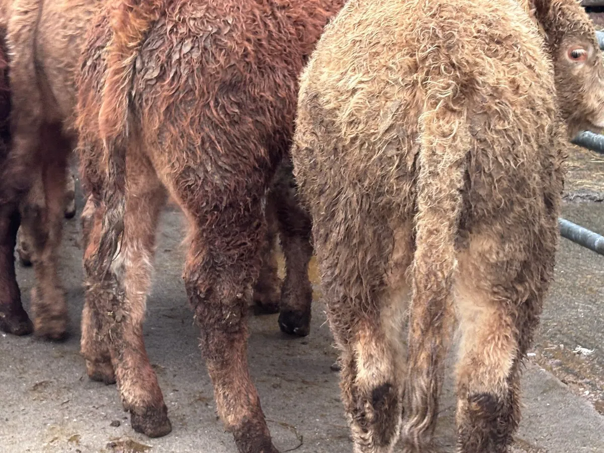 8 super Charlaois & Limision bull Weanlings for sa - Image 2