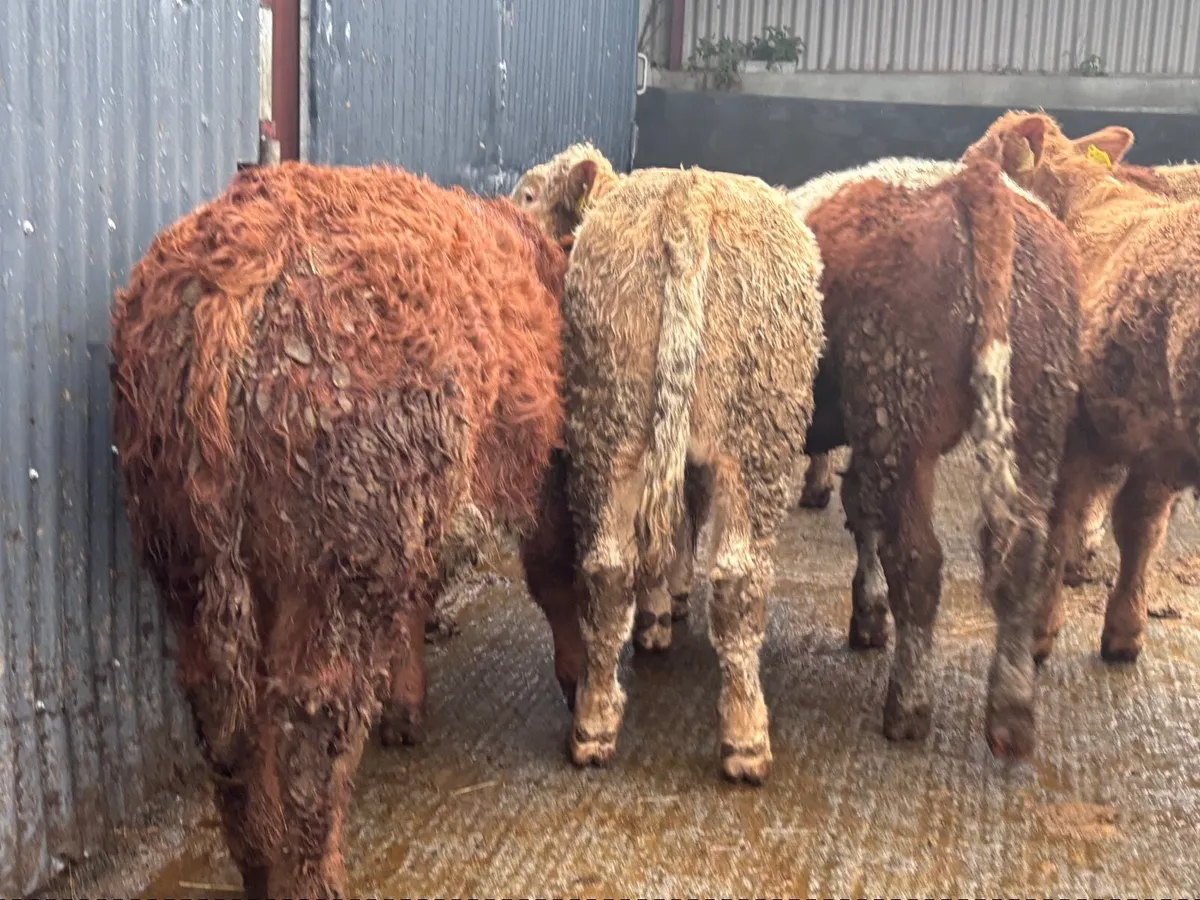 8 super Charlaois & Limision bull Weanlings for sa - Image 3