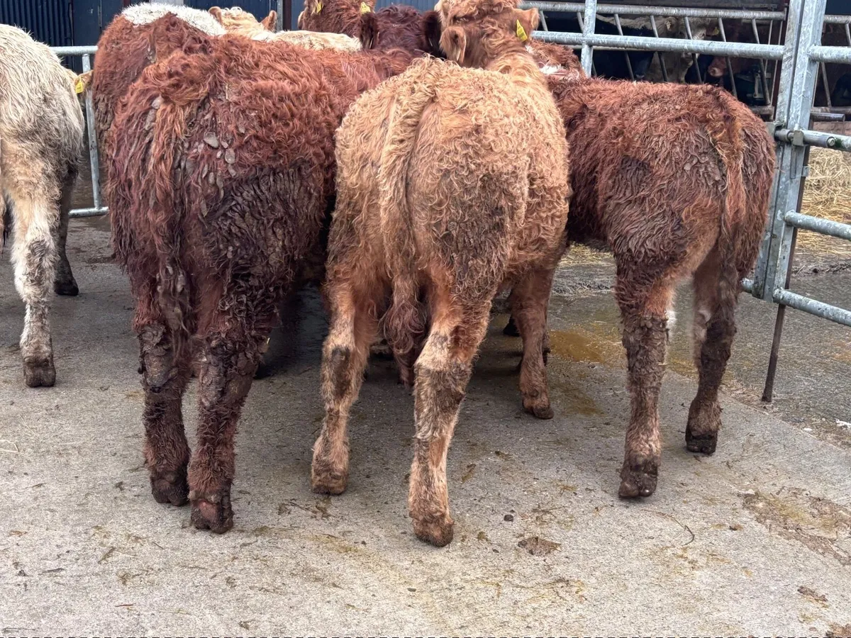 8 super Charlaois & Limision bull Weanlings for sa - Image 4