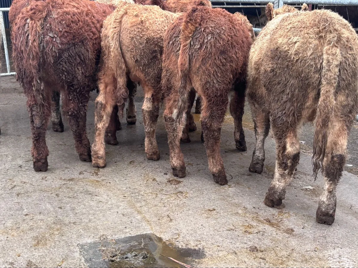 8 super Charlaois & Limision bull Weanlings for sa - Image 1