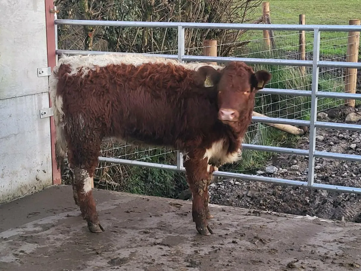 4 🌟 🌟 🌟 🌟 heifer - Image 2