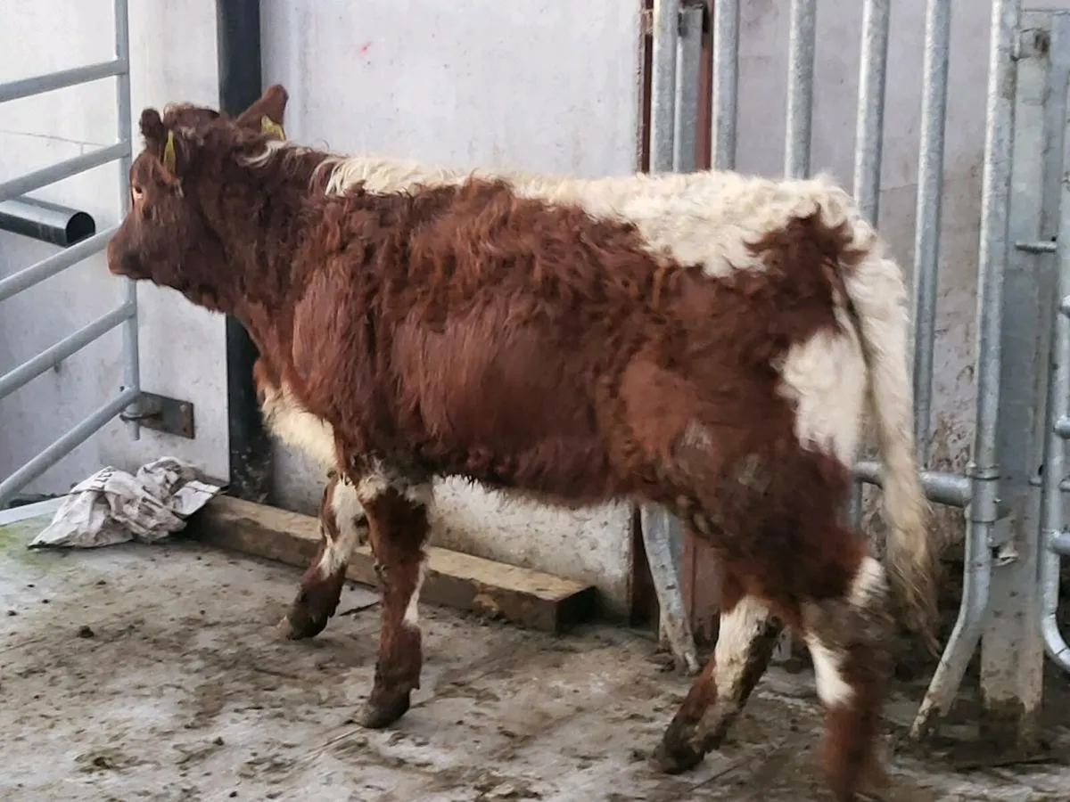 4 🌟 🌟 🌟 🌟 heifer - Image 1