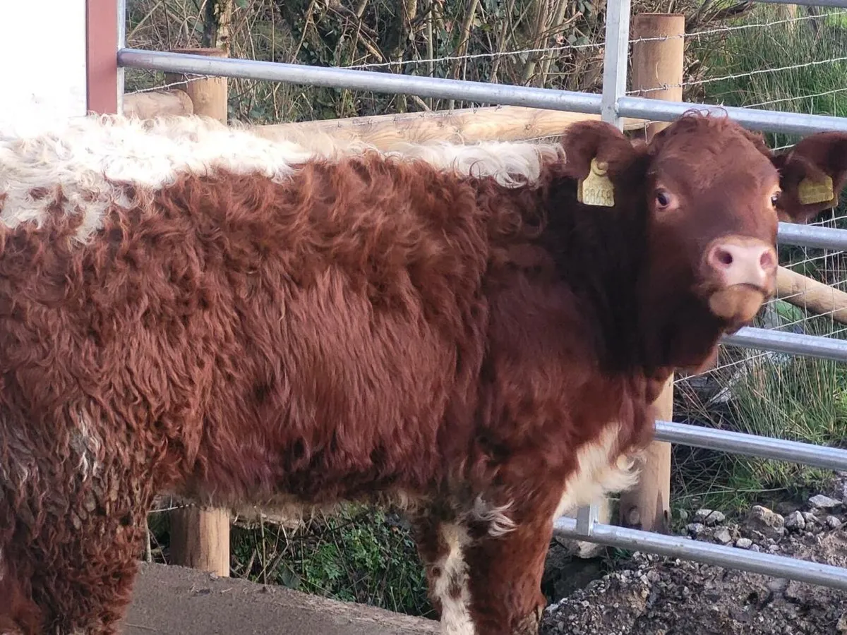 4 🌟 🌟 🌟 🌟 heifer - Image 3