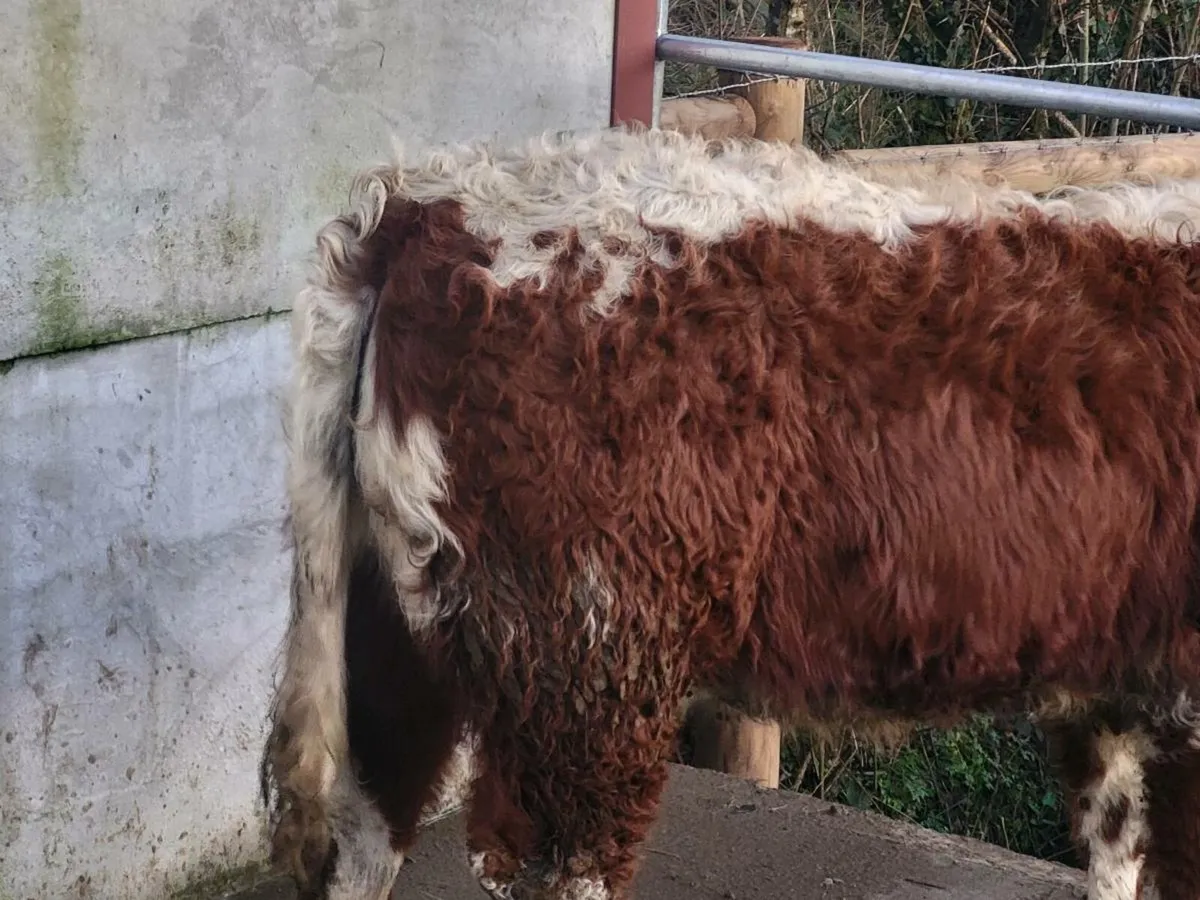 4 🌟 🌟 🌟 🌟 heifer - Image 4