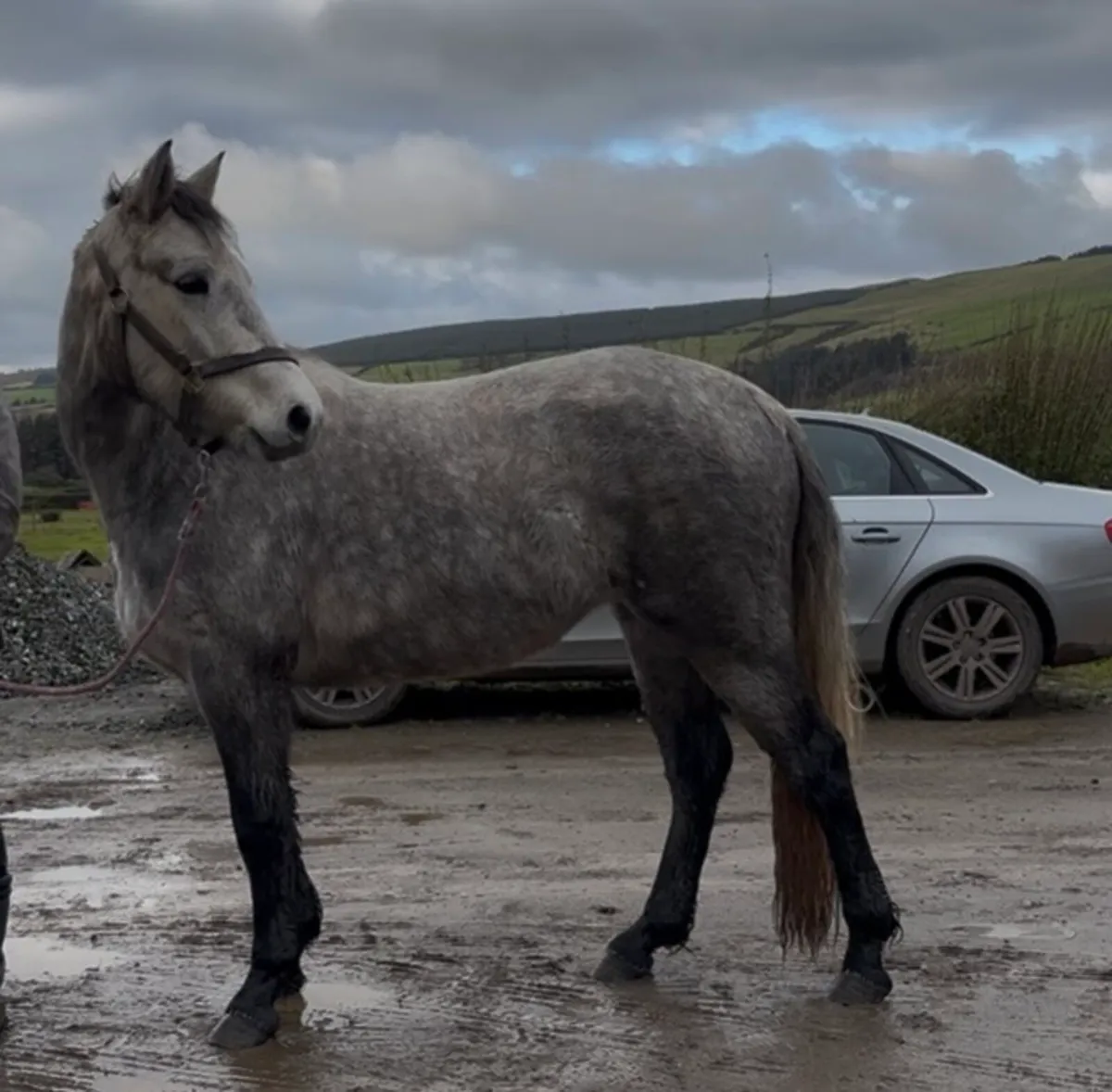 Connemara mare with Class 1 breeding - Image 1