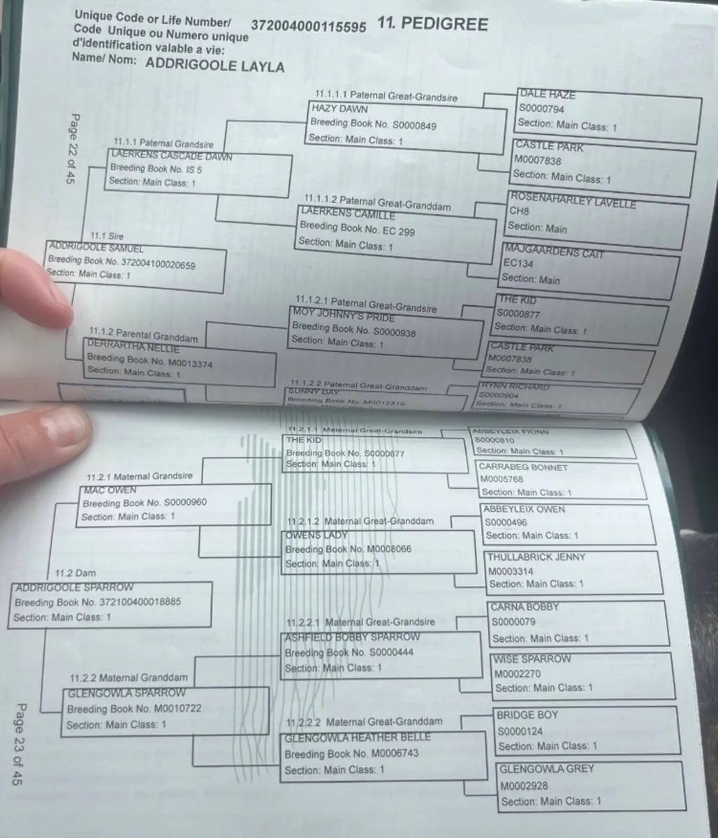 Connemara mare with Class 1 breeding - Image 2
