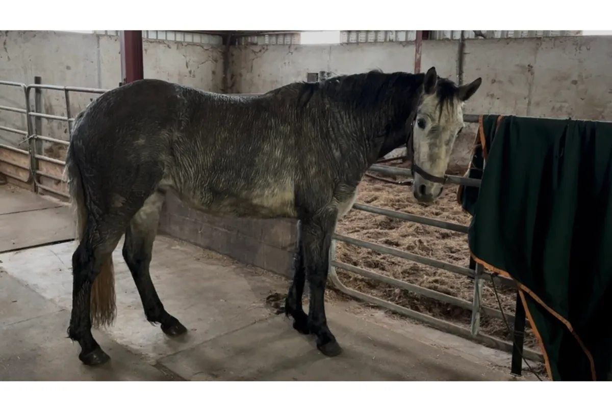 Connemara mare with Class 1 breeding - Image 3