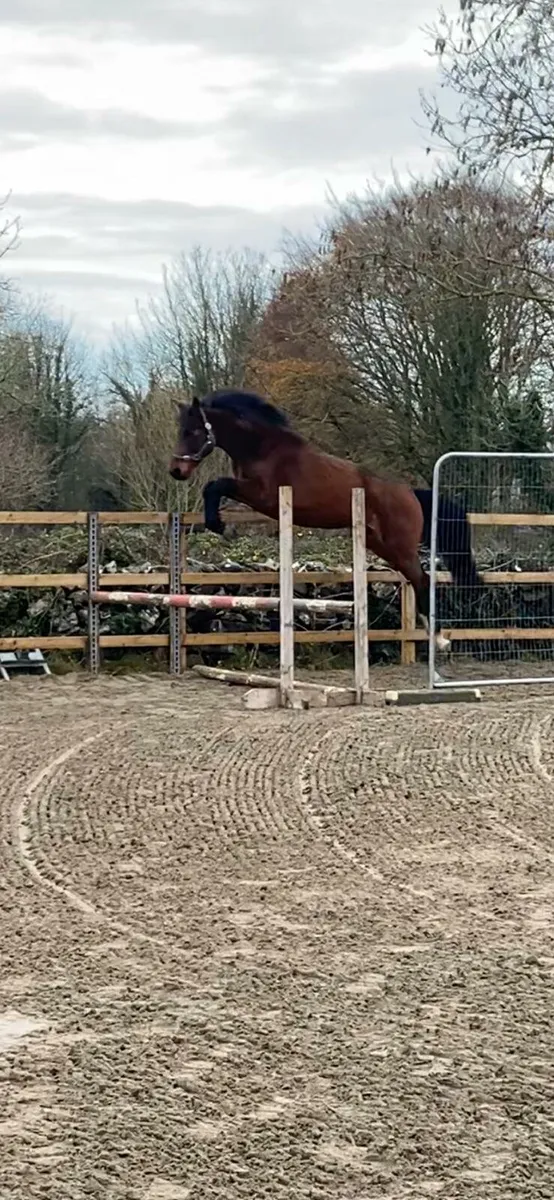 3yo sport horse - Image 1