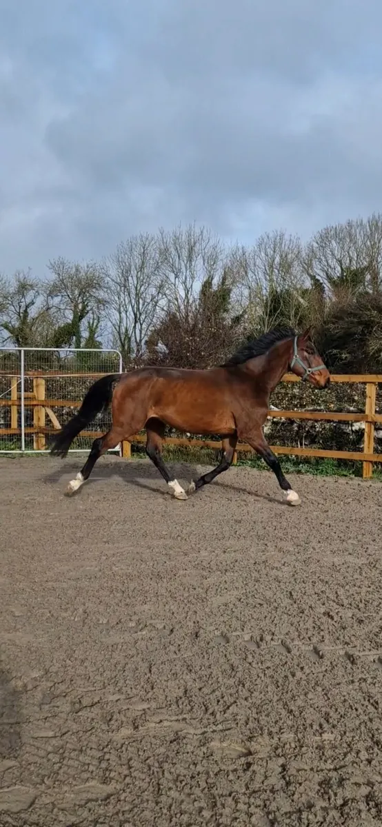 3yo sport horse - Image 2