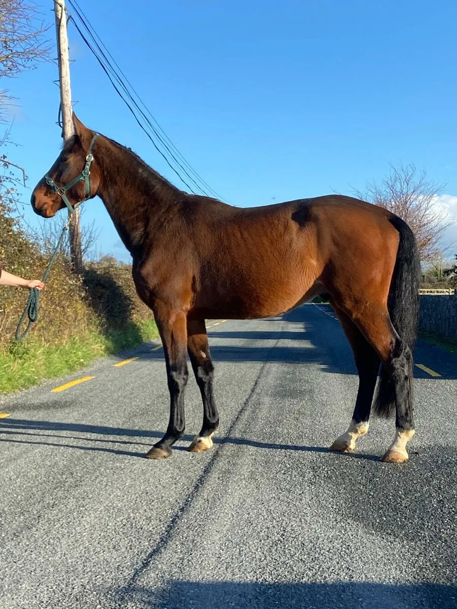 3yo sport horse - Image 3