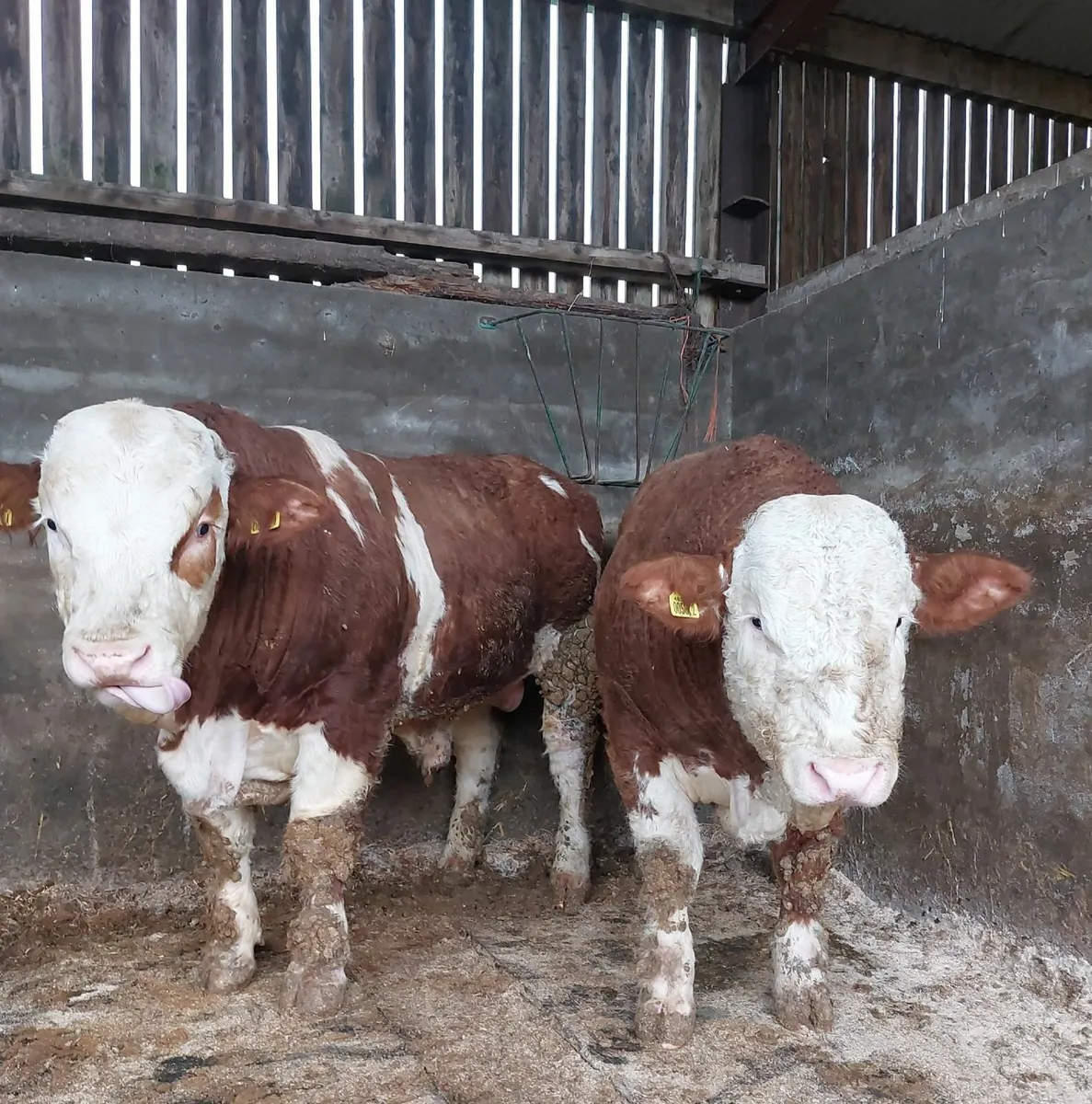 Simmental bulls - Image 1