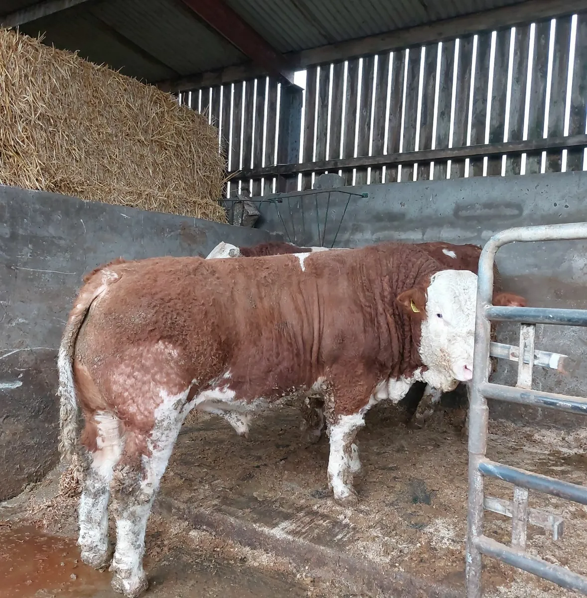 Simmental bulls - Image 2