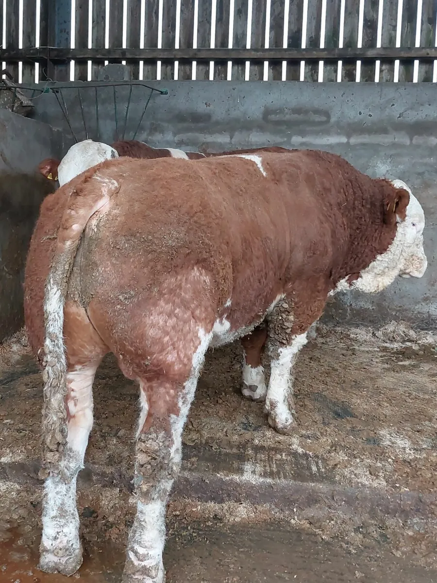 Simmental bulls - Image 3