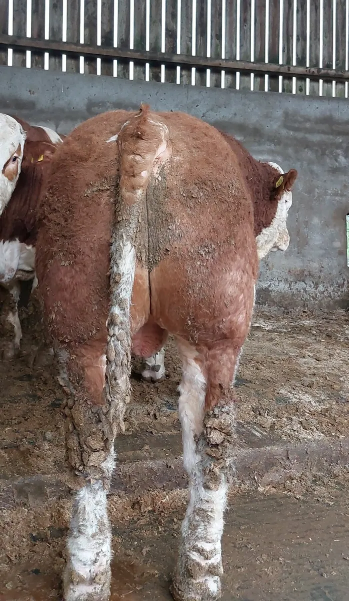 Simmental bulls - Image 4