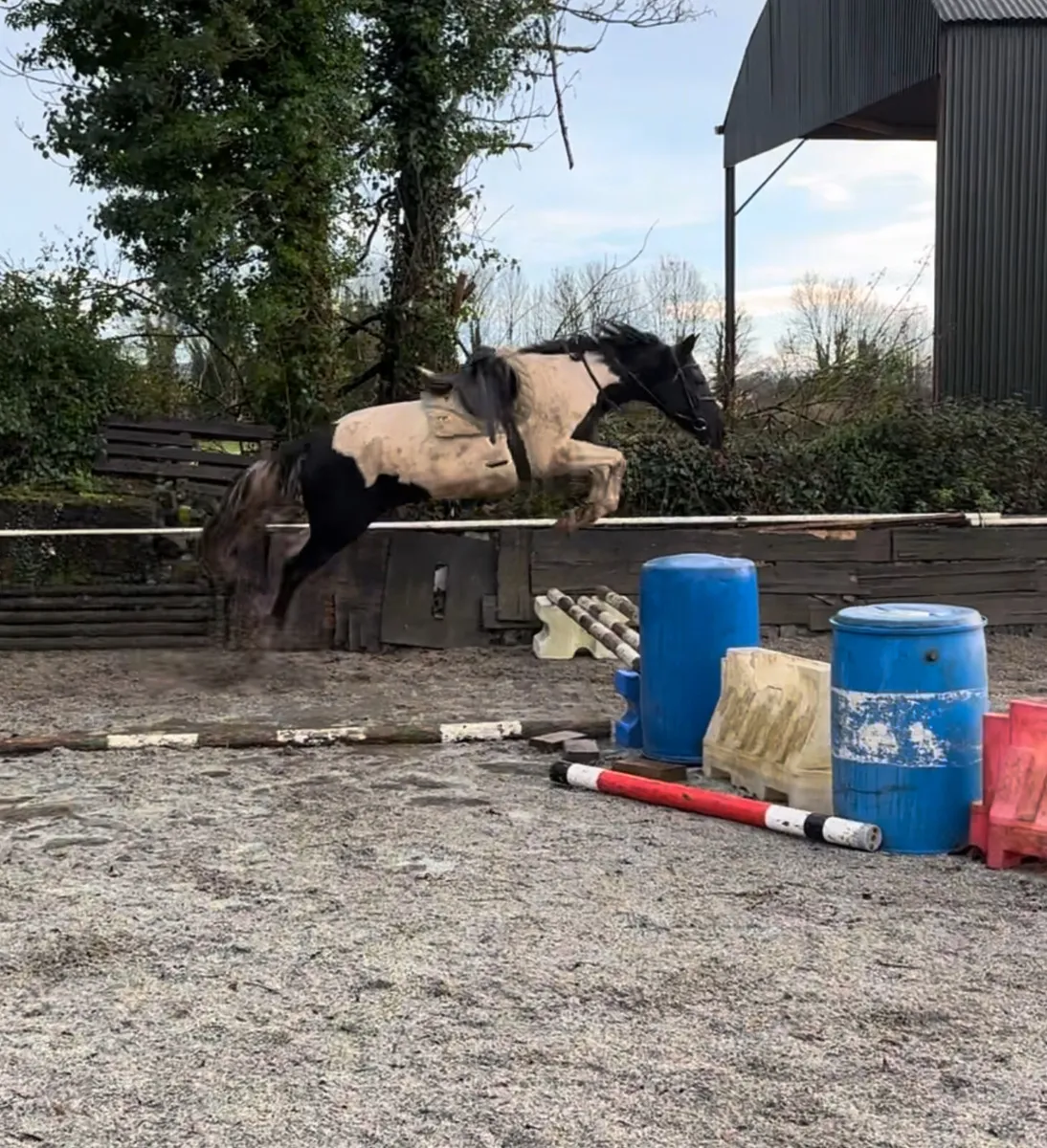 Skye ⭐️ 15 2 Piebald Mare - Image 1