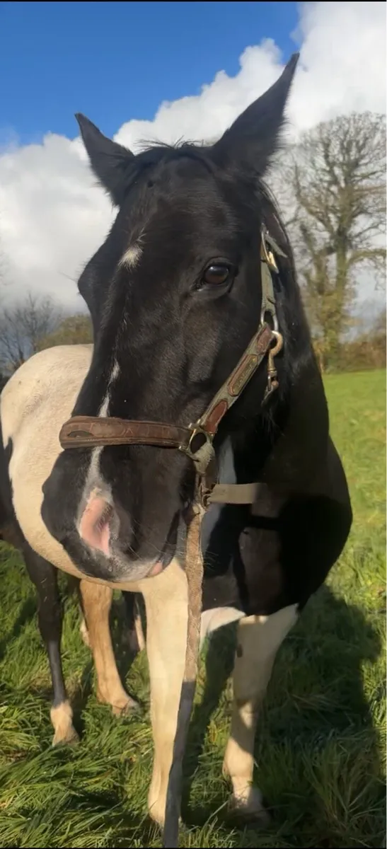 Skye ⭐️ 15 2 Piebald Mare - Image 4