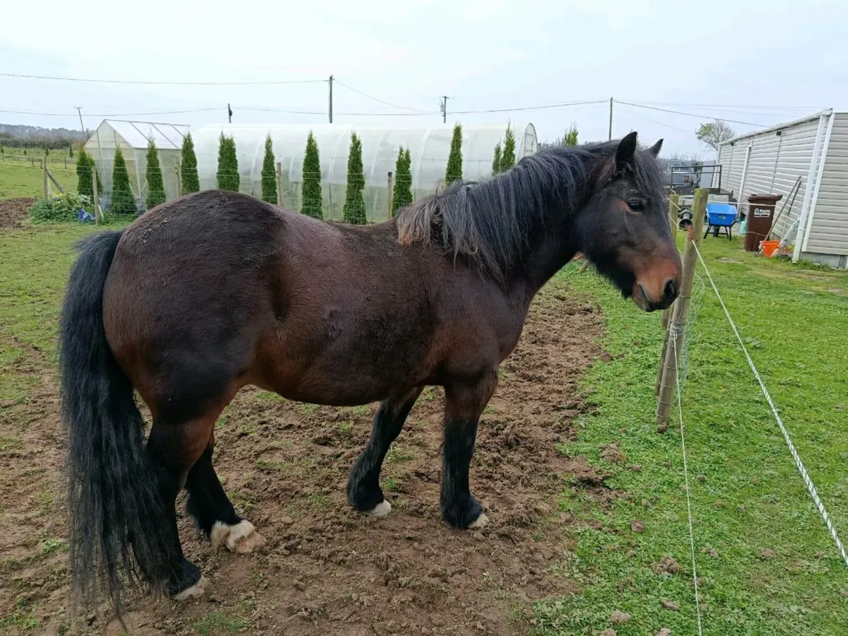 Cob x Connemara - Image 1
