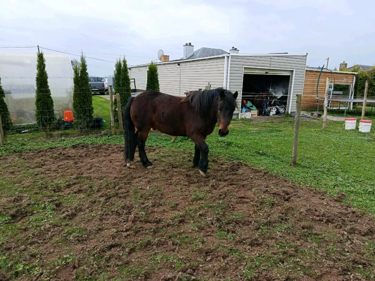 Cob x Connemara - Image 2