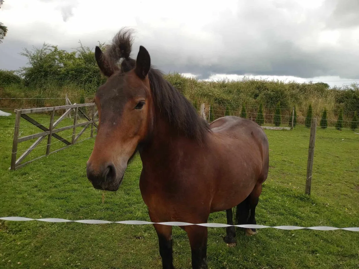 Cob x Connemara - Image 3