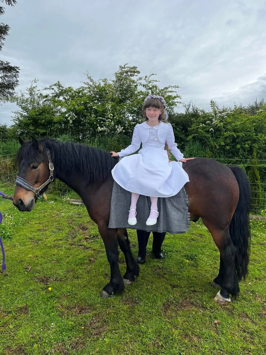 Cob x Connemara - Image 4