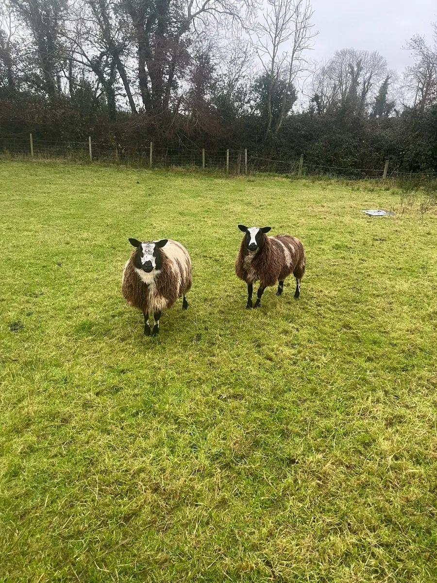 Spotted Dutch ewe lambs - Image 2