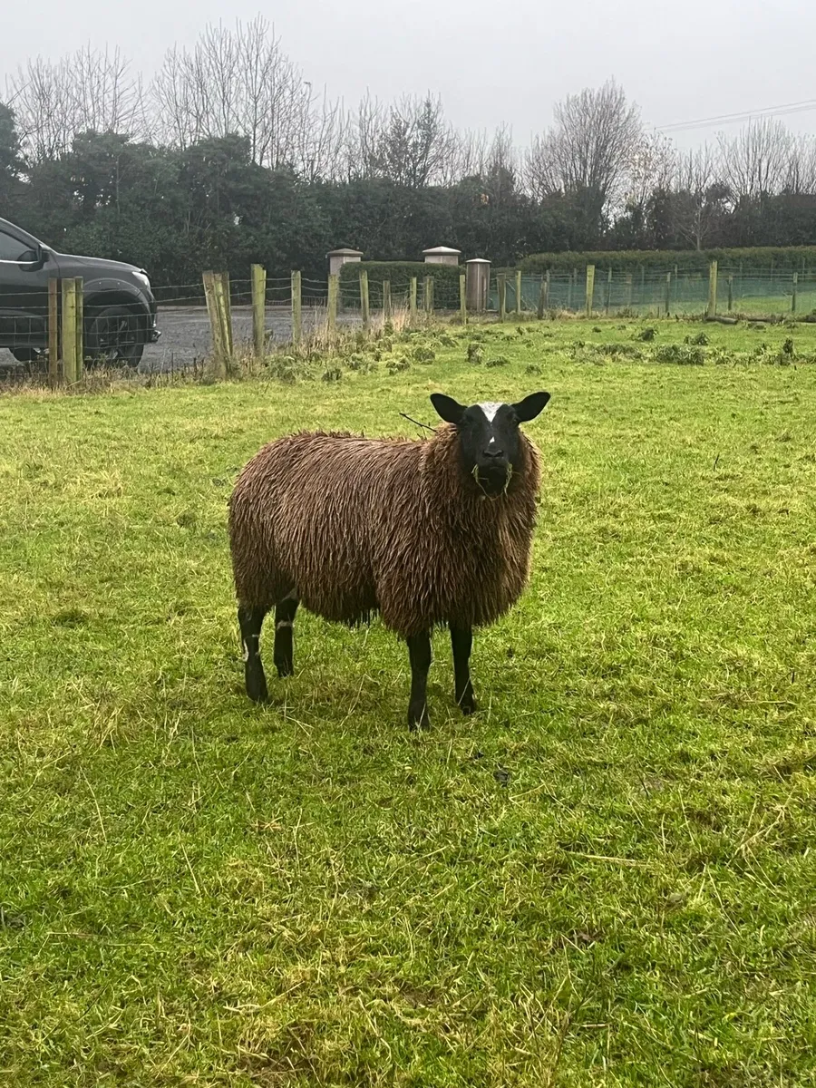 Spotted Dutch ewe lambs - Image 3