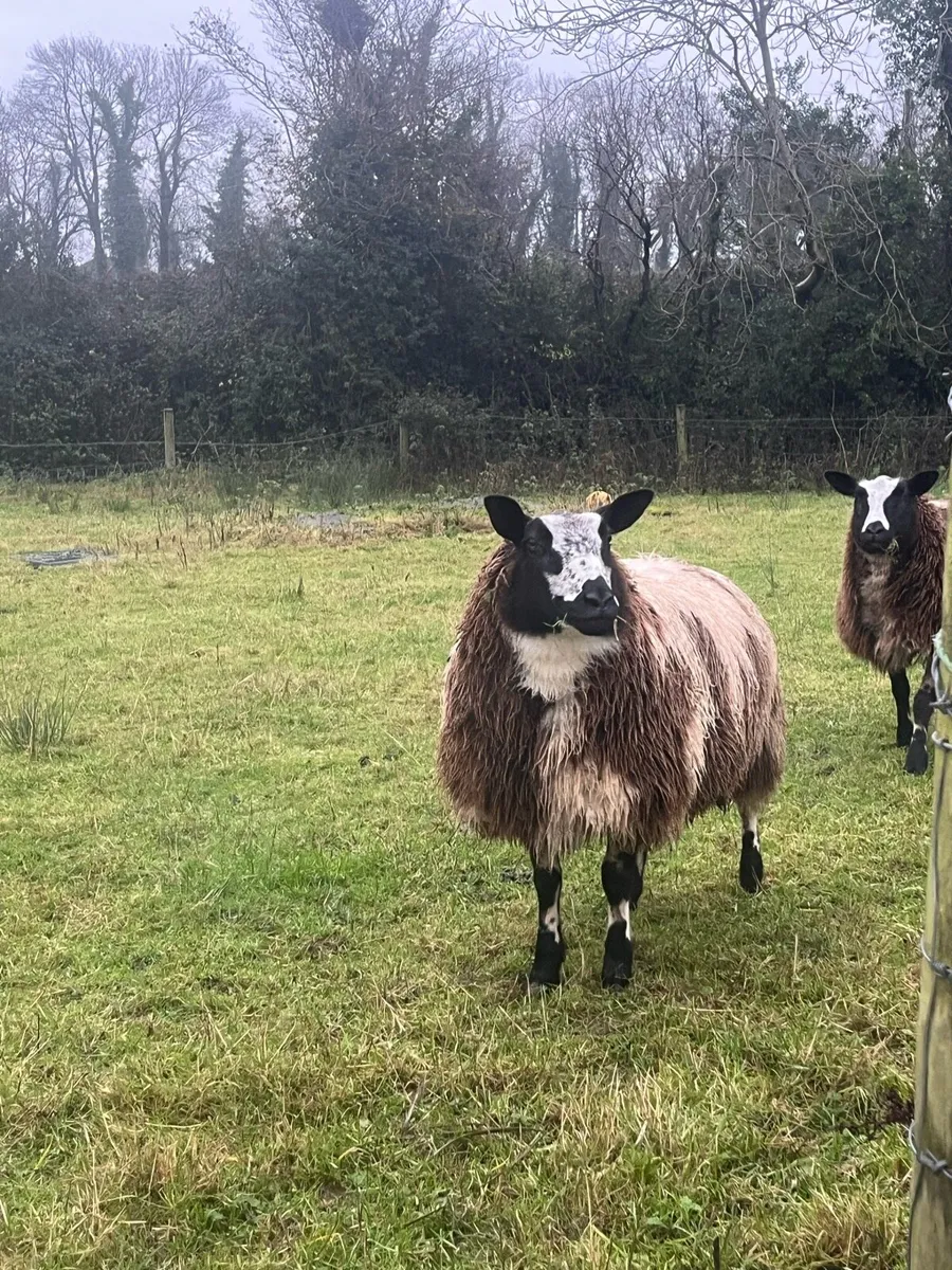 Spotted Dutch ewe lambs - Image 4