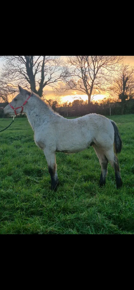 Connemara Colt Foals - Image 1