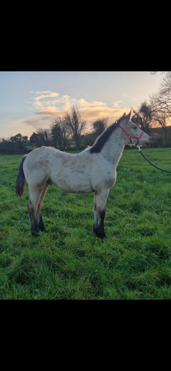Connemara Colt Foals - Image 2