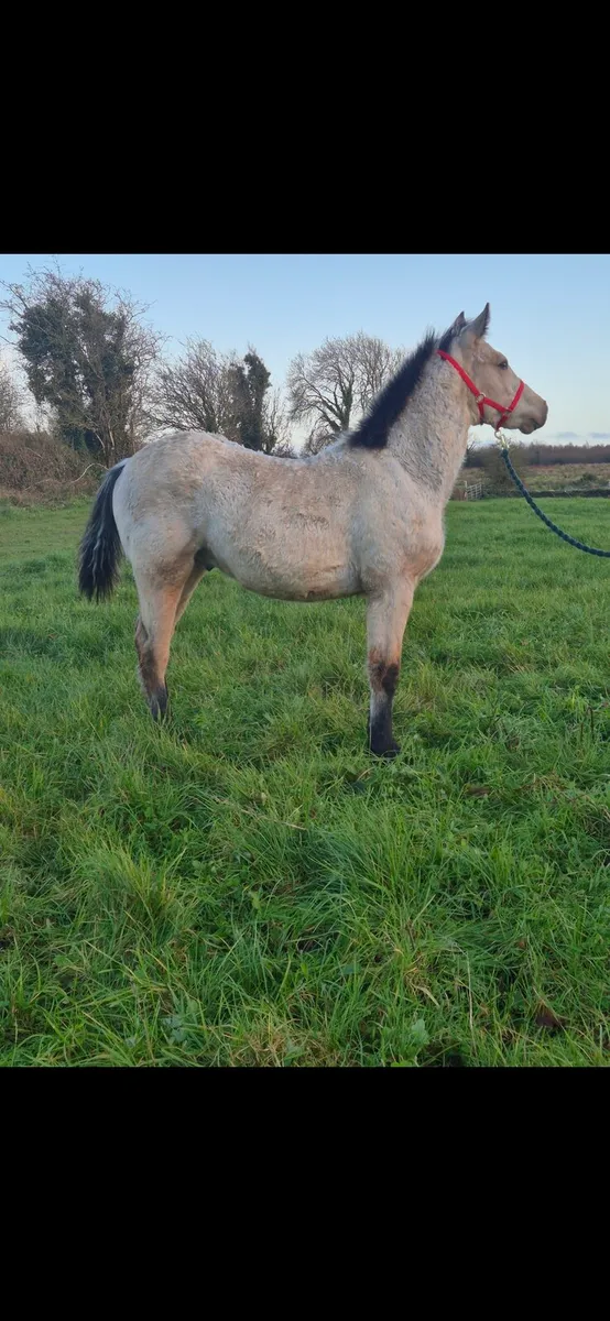 Connemara Colt Foals - Image 3