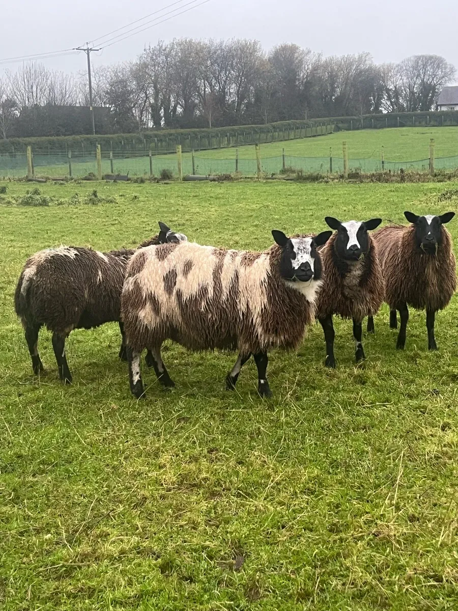 Spotted Dutch ewe lambs - Image 1