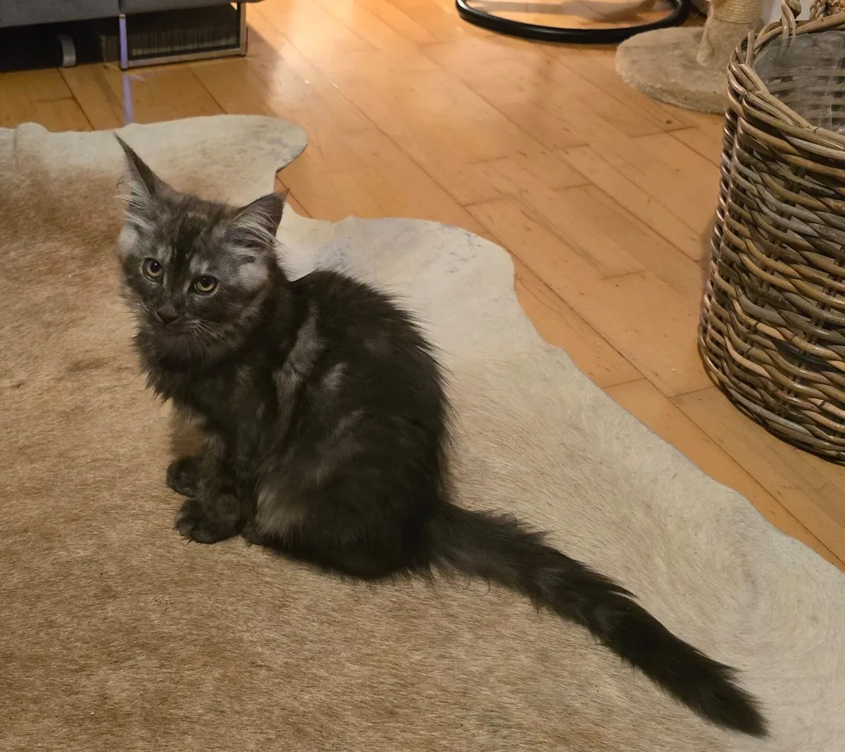 Maine Coon Kitten - Image 2