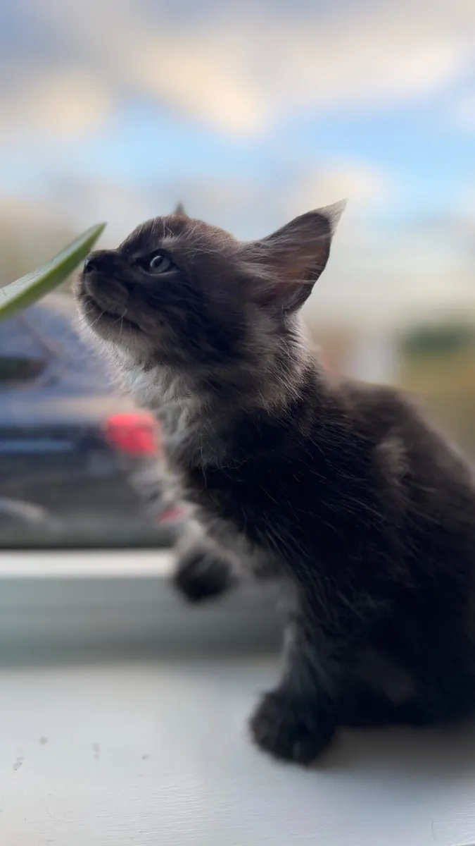 Maine Coon Kitten - Image 3