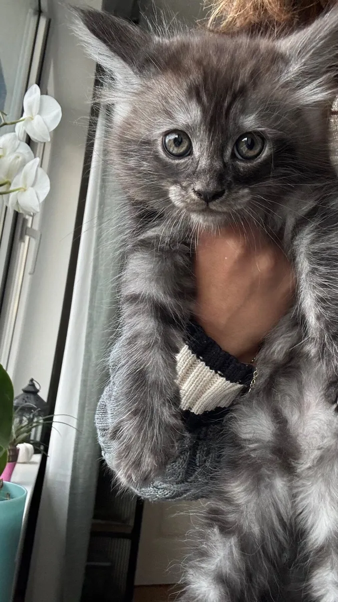 Maine Coon Kitten - Image 1