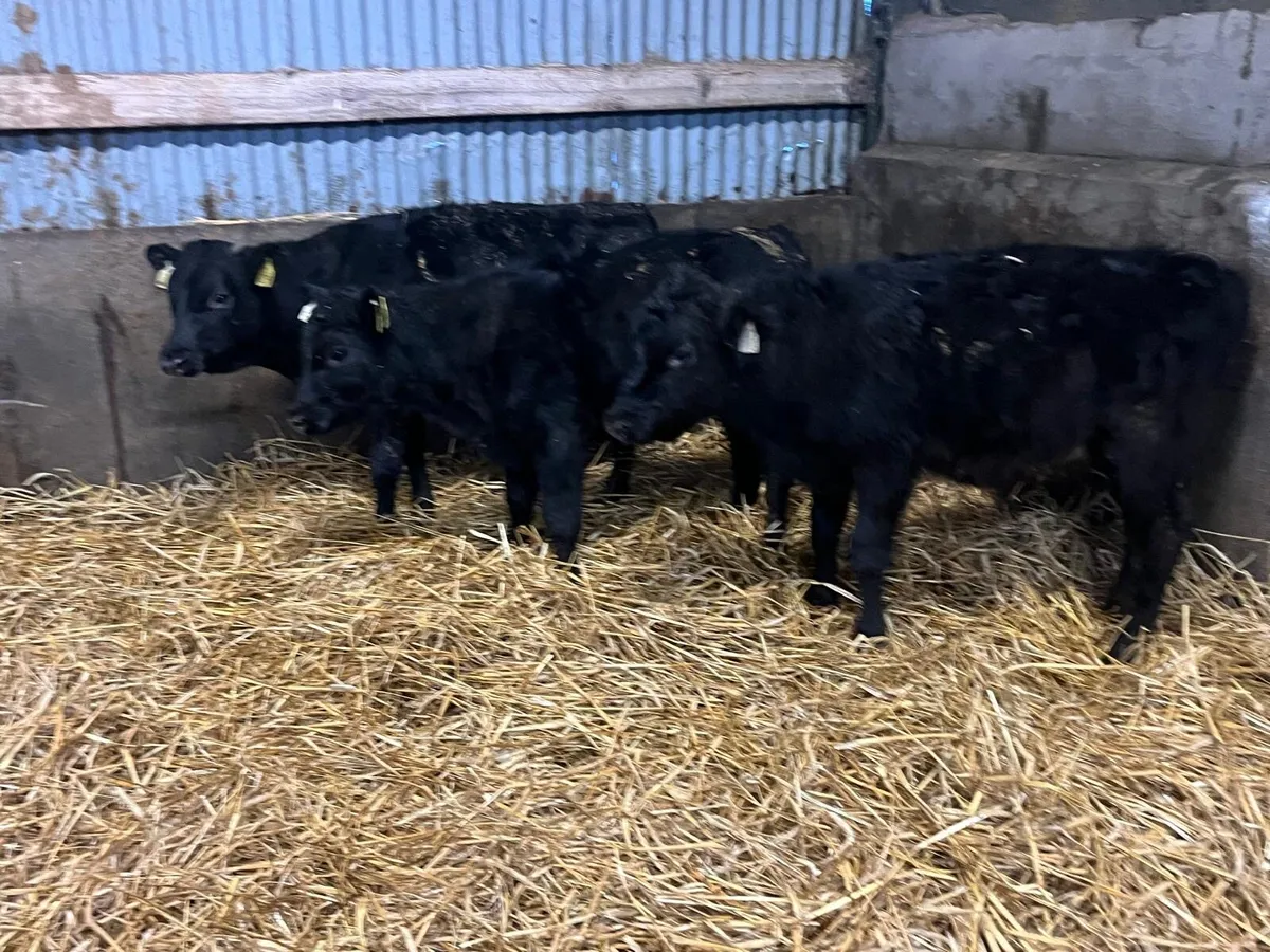 3 super Angus bull  weanlings - Image 1