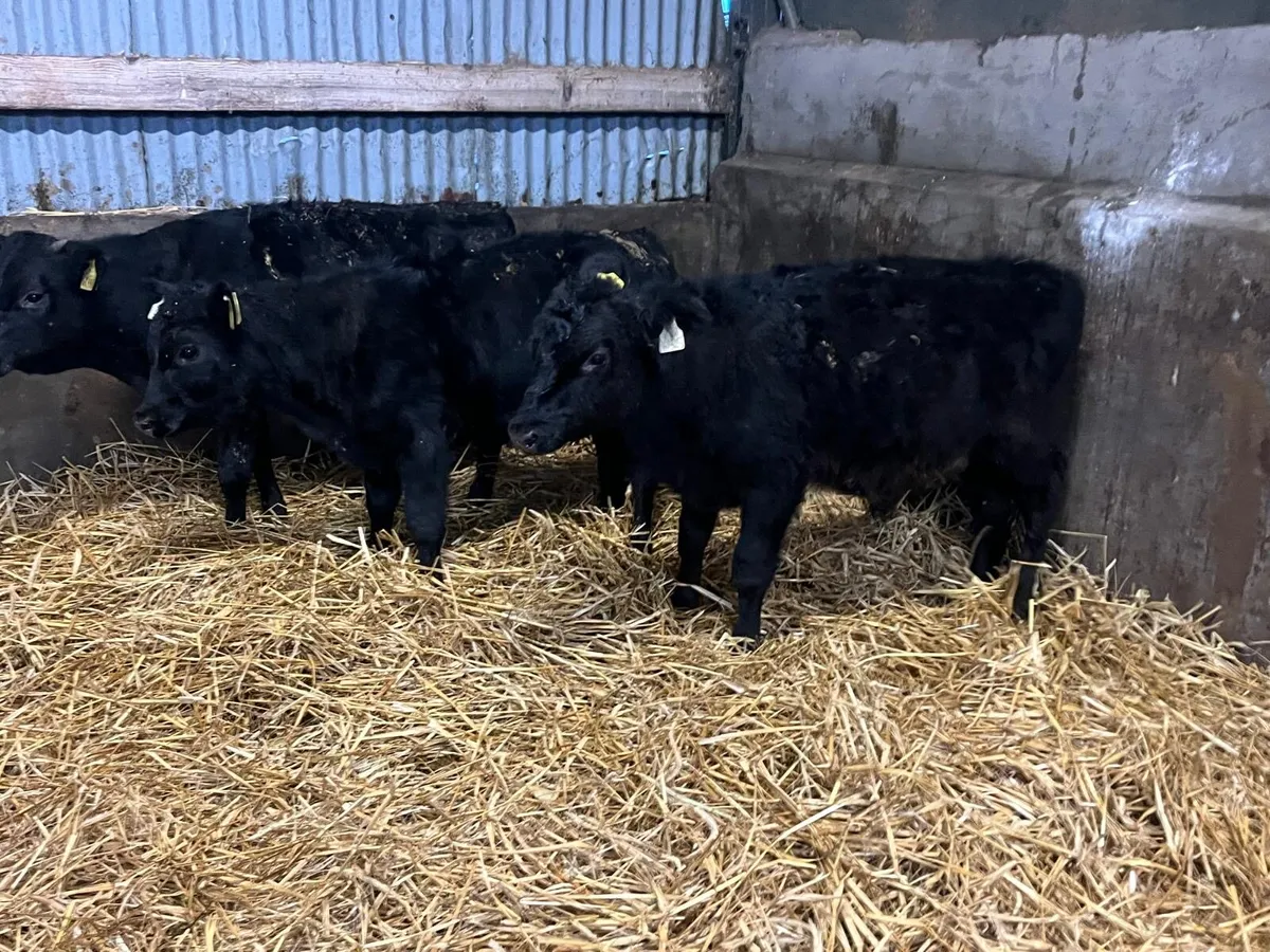 3 super Angus bull  weanlings - Image 2