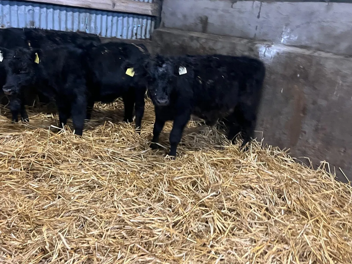 3 super Angus bull  weanlings - Image 3