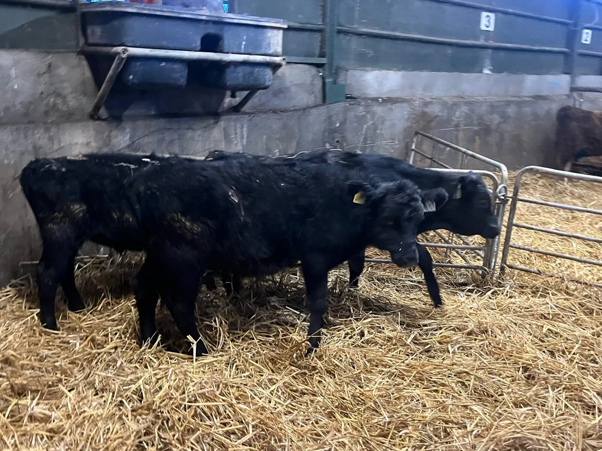 3 super Angus bull  weanlings - Image 4