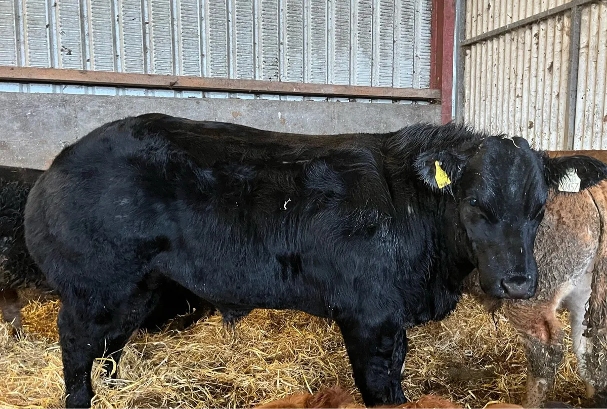 Show calf Ennis Mart - Image 2