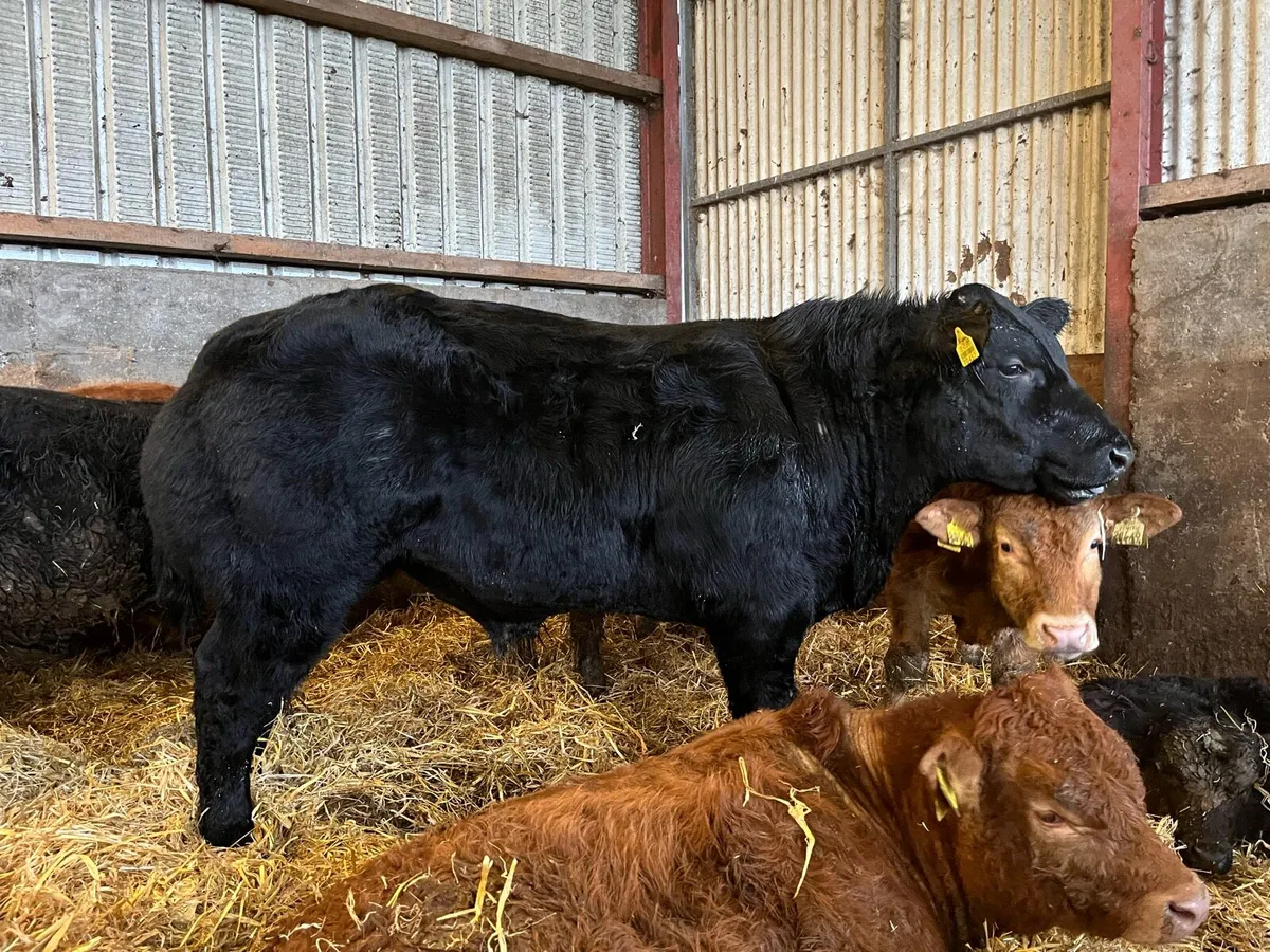 Show calf Ennis Mart - Image 3