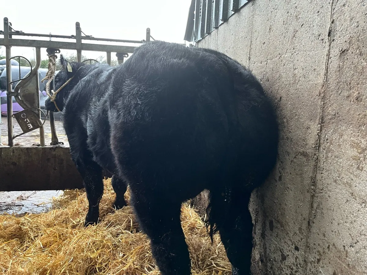 Show calf Ennis Mart - Image 4