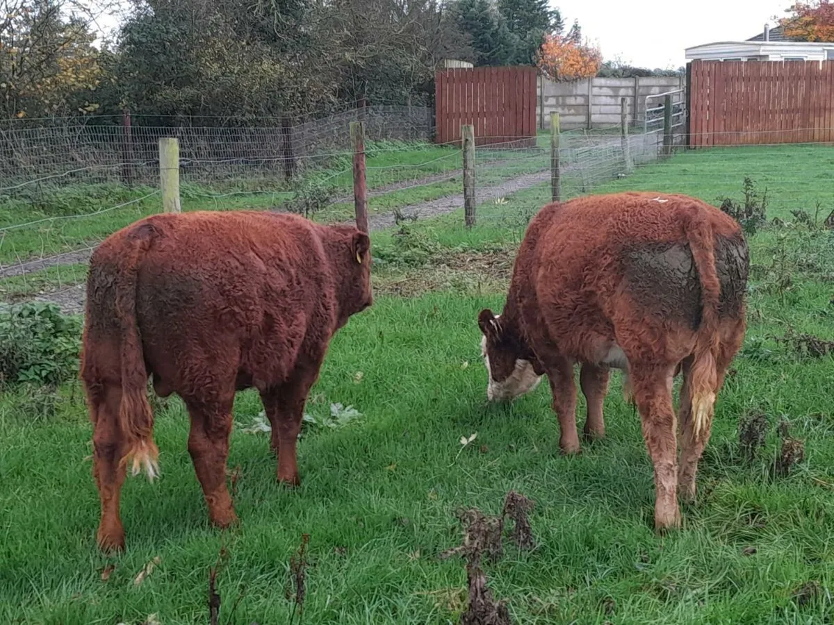 Cattle - Image 2