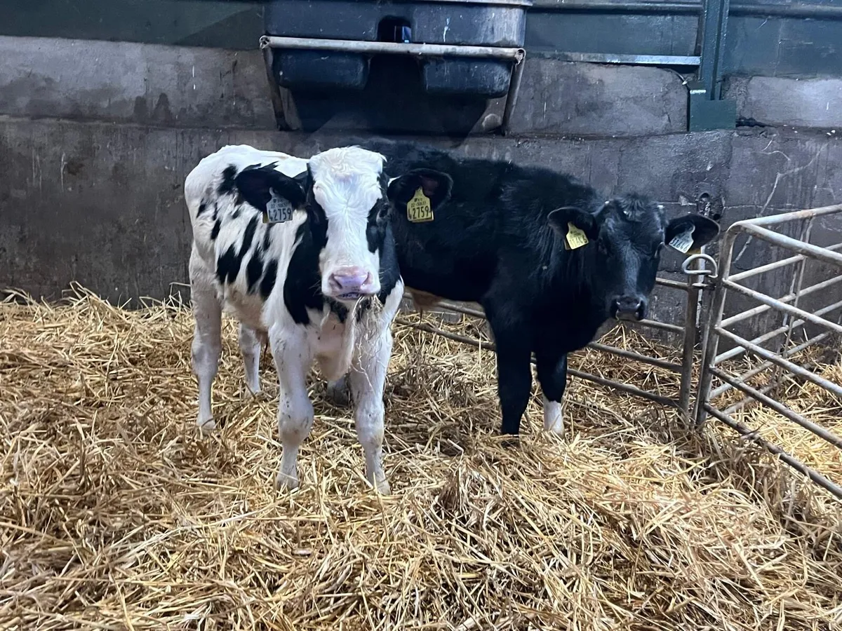 2 super  British Frisian  bull  weanlings - Image 1