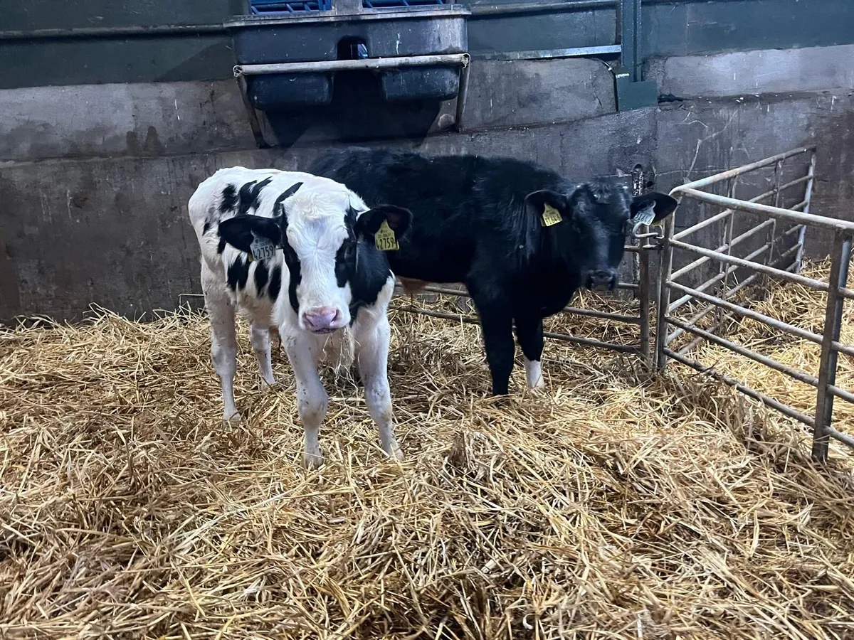 2 super  British Frisian  bull  weanlings - Image 2